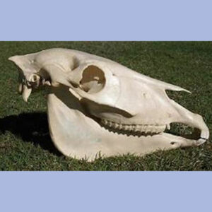 Advanced understanding of an Equine Skull