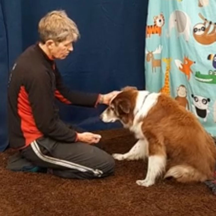 Canine Assessment for Rehabilitation