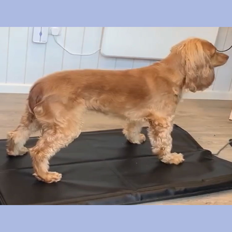 Deep dive into Canine Posture assessment and Stance analysis with Emily Ashdown