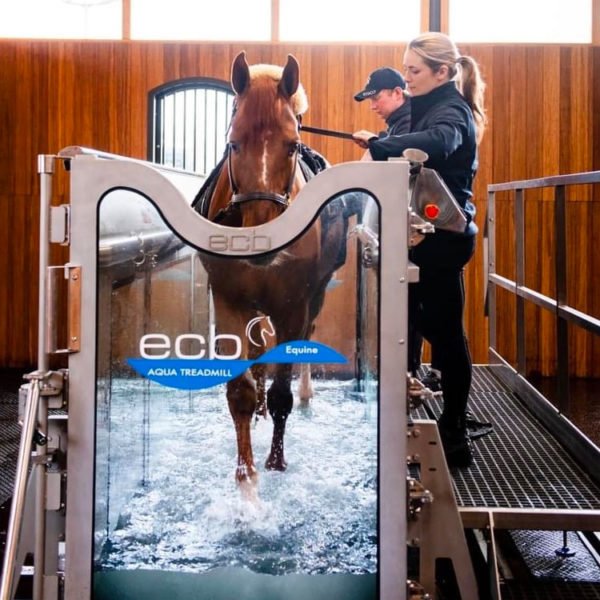 Equine Hydrotherapy in performance horses
