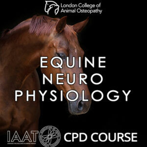 Equine Neurophysiology