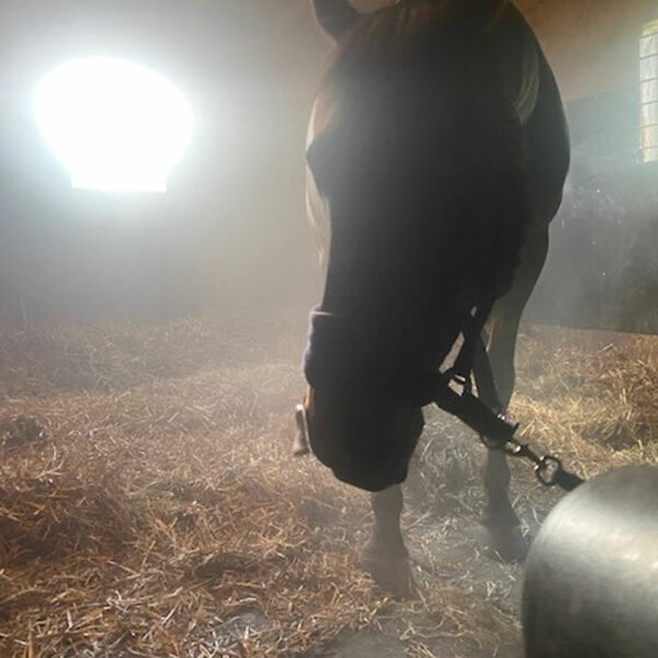 Equine Salt Therapy is a therapy which can provide relief from the symptoms of respiratory, sinus and skin conditions