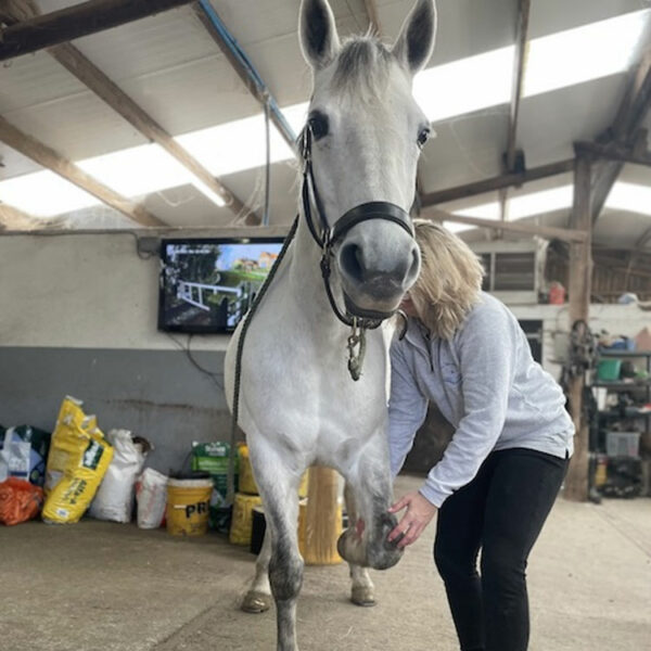Understanding Equine Rehab with Katie Lawrence