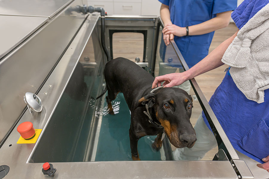 canine hydrotherapy services