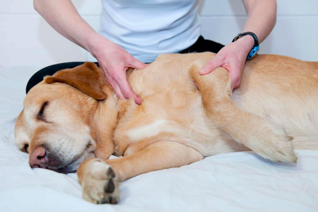 effective massage therapy for dog