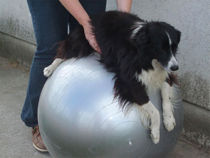 animal physiotherapy for border collie